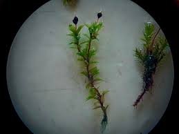 Attēlu rezultāti vaicājumam “Funariales”