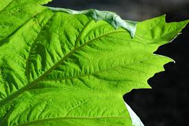 Attēlu rezultāti vaicājumam “Rheum rhabarbarum leaf”