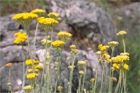 Image result for Helichrysum subulifolium