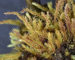 Attēlu rezultāti vaicājumam “Philonotis marchica sporophyte”