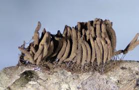 Attēlu rezultāti vaicājumam “Stemonitis herbatica”