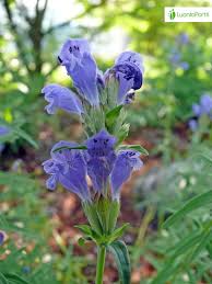 Attēlu rezultāti vaicājumam “Dracocephalum ruyschiana fruit”