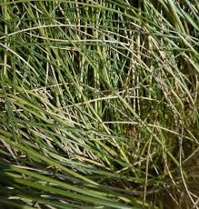 Attēlu rezultāti vaicājumam “Nardus stricta leaf”