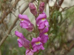 Attēlu rezultāti vaicājumam “Antirrhinum majus leaf”