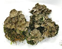 Attēlu rezultāti vaicājumam “Peltigera extenuata”