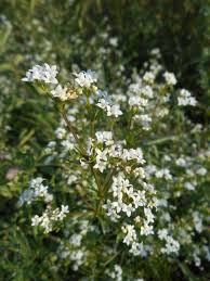 Attēlu rezultāti vaicājumam “Galium rivale flower”