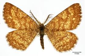 Attēlu rezultāti vaicājumam “Ematurga atomaria”