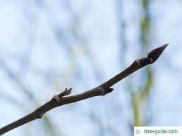 Attēlu rezultāti vaicājumam “Laburnum alpinum leaf”
