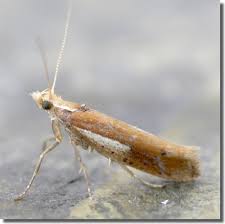 Attēlu rezultāti vaicājumam “Ypsolopha parenthesella”