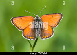 Attēlu rezultāti vaicājumam “Lycaena hippothoe female”