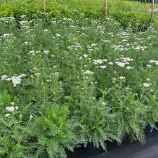 Image result for Achillea millefolium