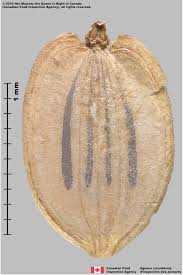 Attēlu rezultāti vaicājumam “Pastinaca sativa subsp. sylvestris fruit”