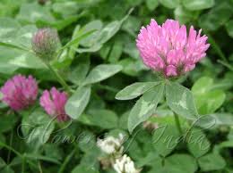 Attēlu rezultāti vaicājumam “Trifolium pratense flower”