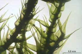 Attēlu rezultāti vaicājumam “Homomallium incurvatum”