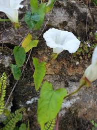 Attēlu rezultāti vaicājumam “Calystegia sepium fruit”