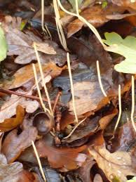 Attēlu rezultāti vaicājumam “Macrotyphula juncea”