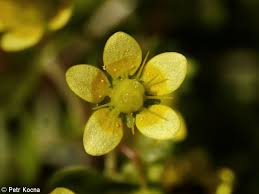 Attēlu rezultāti vaicājumam “Saxifraga cymbalaria”