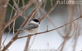 Attēlu rezultāti vaicājumam “Poecile montanus”