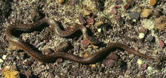 Attēlu rezultāti vaicājumam “Coronella austriaca adult”