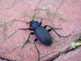Attēlu rezultāti vaicājumam “Carabus violaceus”