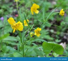 Attēlu rezultāti vaicājumam “Ranunculus cassubicus”