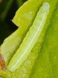 Attēlu rezultāti vaicājumam “Orthosia sp.”