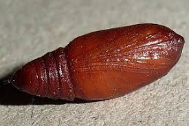 Attēlu rezultāti vaicājumam “Pelurga comitata”