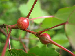 Attēlu rezultāti vaicājumam “Contarinia petioli”