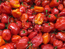 Afbeeldingsresultaat voor aji habanero hot pepper