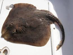 Image result for Leucoraja erinaceus