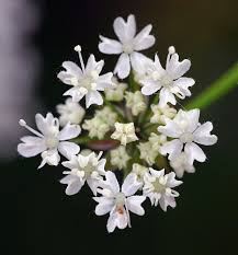 Attēlu rezultāti vaicājumam “Carum carvi flower”