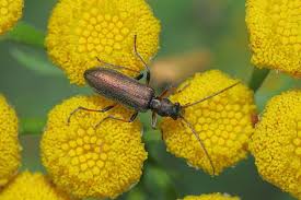 Attēlu rezultāti vaicājumam “Chrysanthia geniculata”