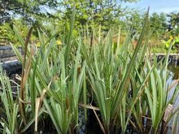 Attēlu rezultāti vaicājumam “Glyceria maxima”