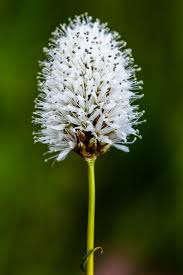 Attēlu rezultāti vaicājumam “Bistorta major flower”