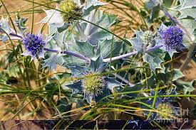 Attēlu rezultāti vaicājumam “Eryngium maritimum”