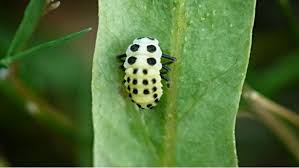 Attēlu rezultāti vaicājumam “Calvia decemguttata imago”