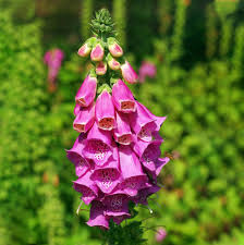 Attēlu rezultāti vaicājumam “Digitalis purpurea fruit”