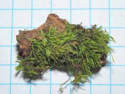 Attēlu rezultāti vaicājumam “Pterigynandrum filiforme”