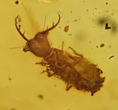 Attēlu rezultāti vaicājumam “Myrmeleontidae”