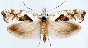 Attēlu rezultāti vaicājumam “Ypsolophidae”