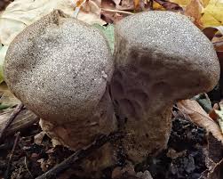 Attēlu rezultāti vaicājumam “Lycoperdon pyriforme young”