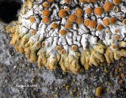 Attēlu rezultāti vaicājumam “Caloplaca saxicola”