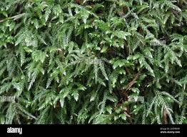 Attēlu rezultāti vaicājumam “Isothecium alopecuroides”