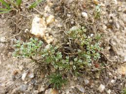 Attēlu rezultāti vaicājumam “Scleranthus perennis bud”