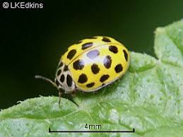 Attēlu rezultāti vaicājumam “Psyllobora vigintiduopunctata”