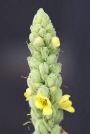 Attēlu rezultāti vaicājumam “Verbascum thapsus bud”