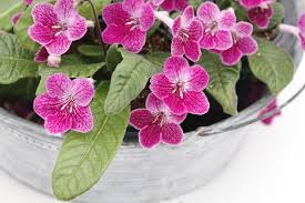 Image result for Streptocarpus
