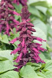 Image result for Salvia splendens