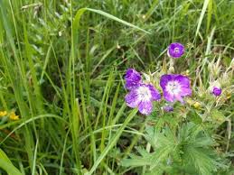 Attēlu rezultāti vaicājumam “Geranium sylvaticum bud”