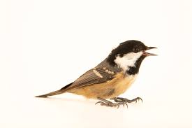 Attēlu rezultāti vaicājumam “Periparus ater”